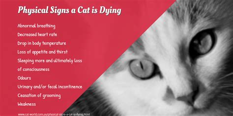 Stage 5 Lymphoma In Cats