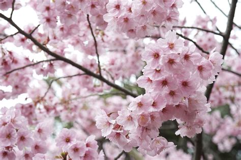 Dine with a backdrop of cherry blossom | The Japan Times