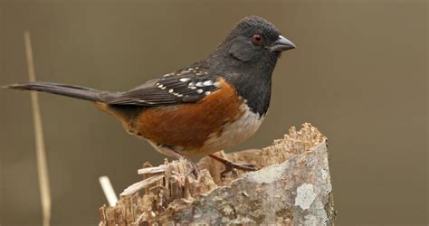 Spotted Towhee Sounds, All About Birds, Cornell Lab of Ornithology