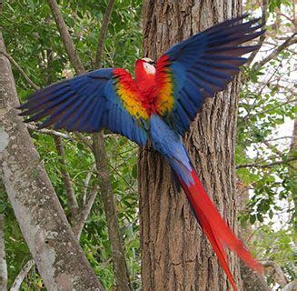 Panama, a Wildlife and Cultural Walking Tour