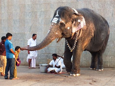 OM TAT SAT: Work as Temple Elephant