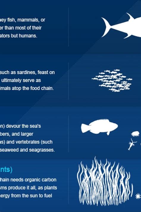 45 ocean food chain diagram - Wiring Diagram Source