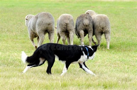 Border Collie Sheepdog Herding Sheep