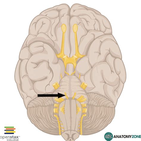 Abducent Nerve • Nervous System • AnatomyZone