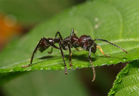 11 Insects Of The Amazon Rainforest That Must Be Seen To Be Believed - Rainforest Cruises