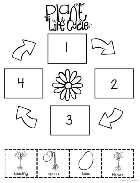 Life Cycle Of Plant Worksheet Kindergarten - Printable Word Searches