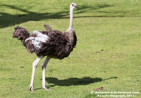 Angry Ostrich by Renathory on deviantART