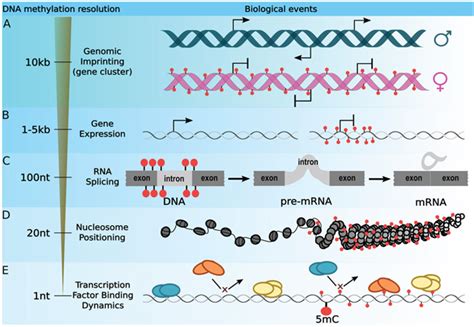 Whole genome DNA methylation: beyond genes silencing | Oncotarget