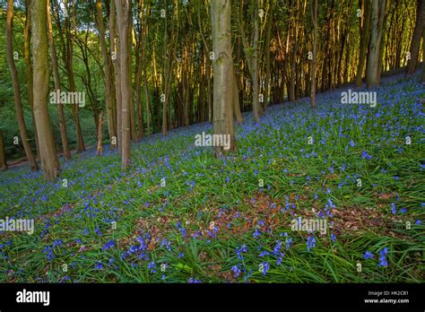 Forest of Bluebells Stock Photo - Alamy