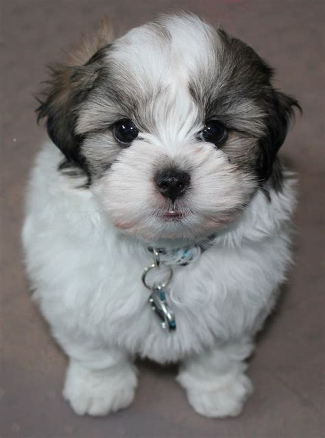 72 best images about Puppy Shih tzu /Maltease Training and more on Pinterest | For dogs ...