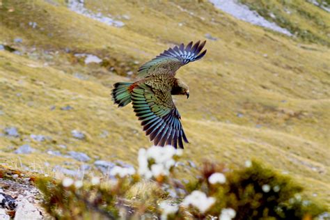 New Zealand Bird Of The Year 2024 - Kerri Melodie