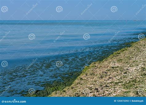 Green Algae on the Sea Beach Stock Photo - Image of coastal, grass: 120473392