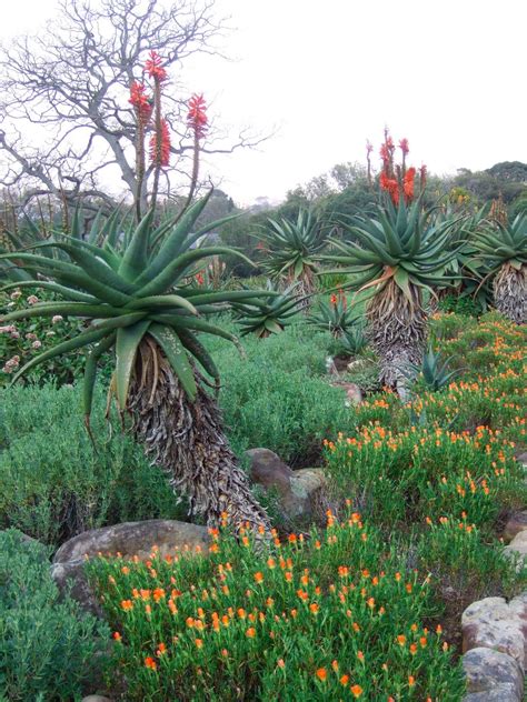 TRAVEL IN A GARDEN: Kirstenbosch National Botanical Gardens, Cape Town ...