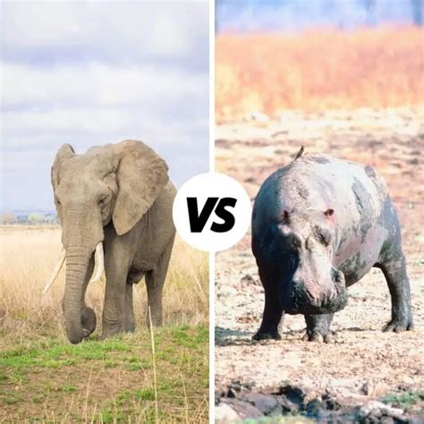 Hippo vs Elephant: What’s The Difference? (UNCOVERED)