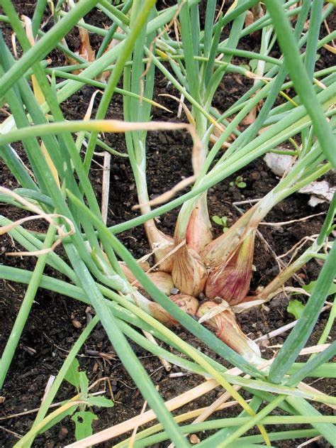 The Nitty Gritty Potager: Growing Shallots