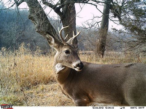 First Time Trail Camera Buyers Guide – Trailcampro.com