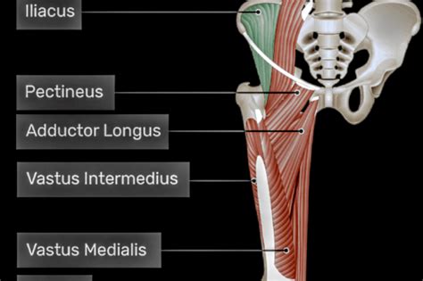 Iliacus muscle Archives - PT Master Guide