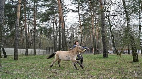 Wild horses flourish in Chernobyl 35 years after explosion