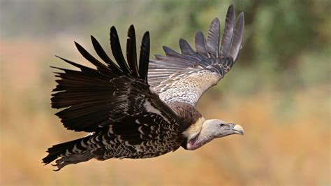 The Race to Save African Vultures | All About Birds