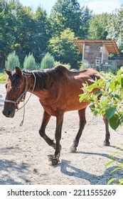 96,179 Horse Breeding Farms Images, Stock Photos & Vectors | Shutterstock