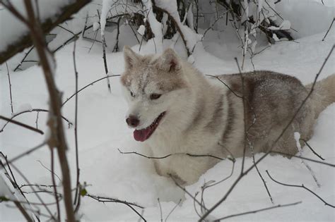 Siberian Husky Snow Dogs HD Wallpapers