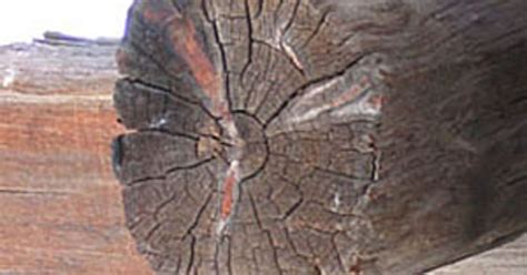 Glossary of Dendrochronology