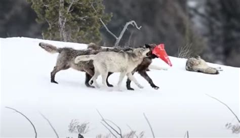 Cute pups from Yellowstone wolf pack disrupt traffic control