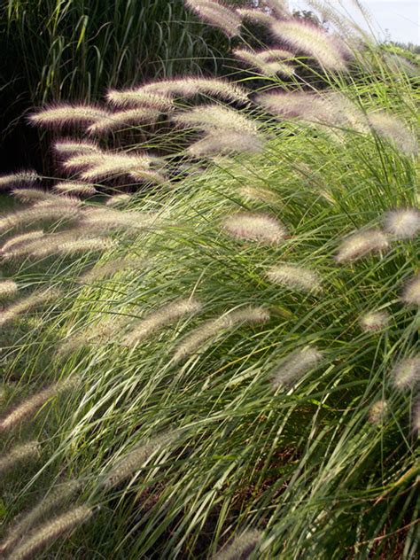 Pennisetum Hameln | Bluestone Perennials