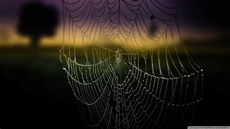 Spiderweb Background - WallpaperSafari