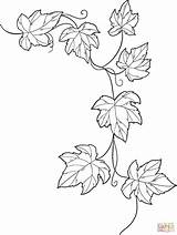 Ivy coloring Page  Free Printable Coloring Pages sketch template