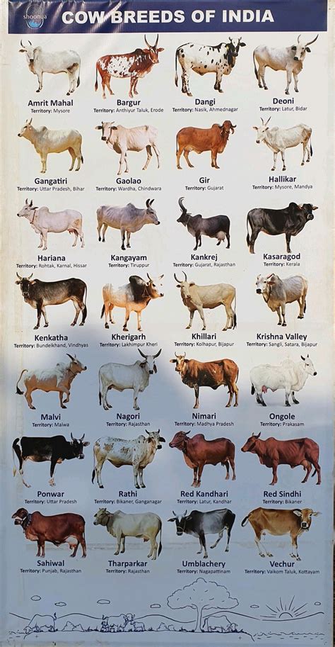 Indigenous breeds of cattles. : r/bakchodi