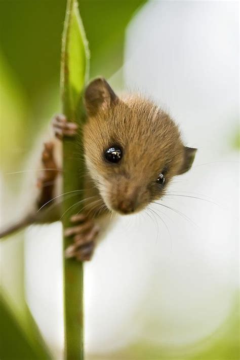 Cute Baby Field Mouse Diet