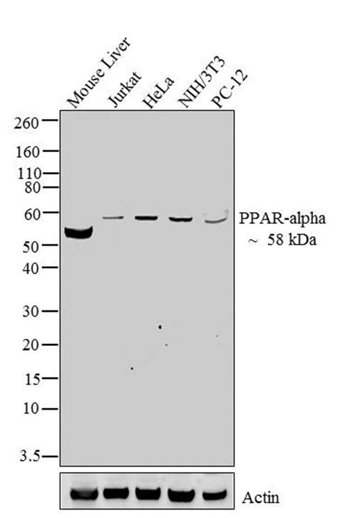 PPAR alpha Antibody (42-4600)