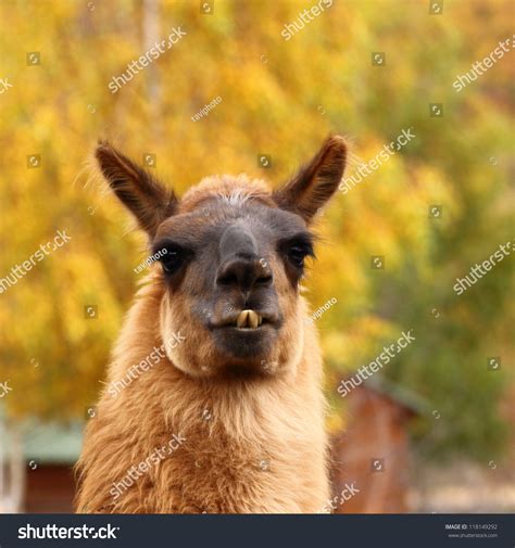 Portrait Spitting Llama Over Beautiful Colored Stock Photo 118149292 ...