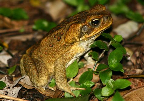 Cane Toad