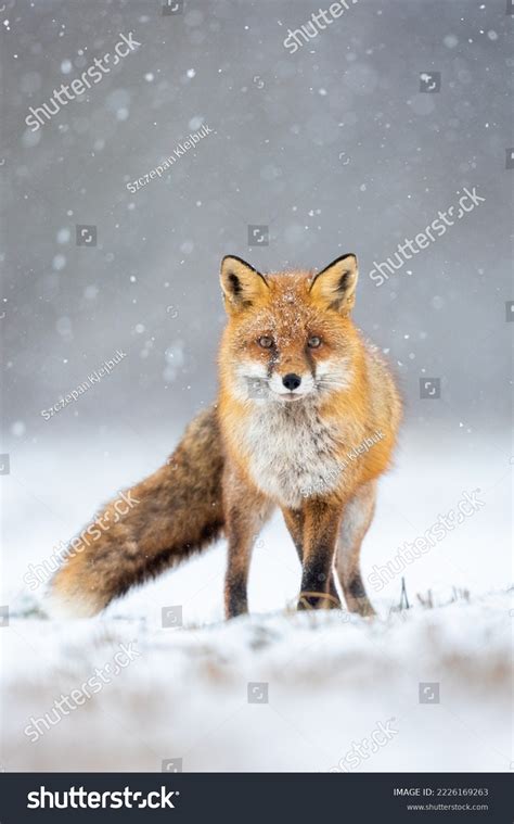 Mammals European Red Fox Vulpes Vulpes Stock Photo 2226169263 ...