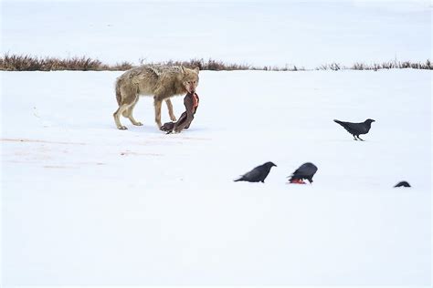 Wolf scavenging Photograph by Melissa Hoyer - Fine Art America