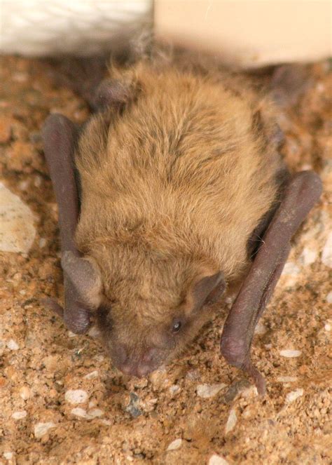 Yuma Myotis | Myotis yumanensis. Day roost on an exterior wa… | Flickr