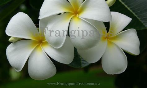 What are the different types of frangipani species? – Frangipanis com au