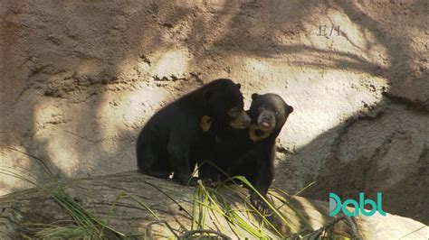 These are Some of the ONLY Sun Bear Cubs Born in the Western Hemisphere ...