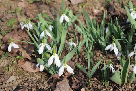 Snowdrop in the garden stock image. Image of garden - 140981129