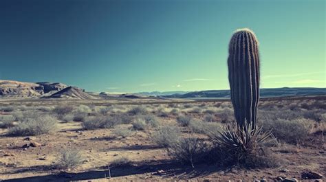 Free Photo | Desert landscape with cacti species and plant