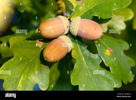 Common Oak, English Oak (Quercus robur). Ripe acorns on a twig. Germany Stock Photo - Alamy