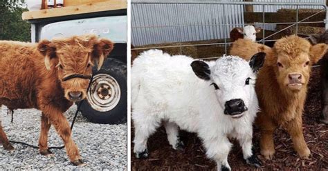 There Are Fluffy Miniature Cows You Can Own As A Pet And They Are Adorable