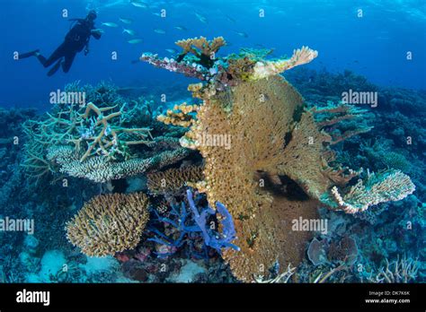 Reefs in the Maldives Stock Photo - Alamy