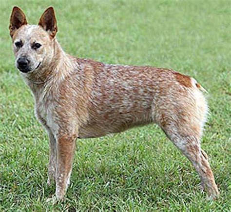 9 best Australian Stumpy Tail Cattle Dog images on Pinterest | Cattle dogs, Australian cattle ...