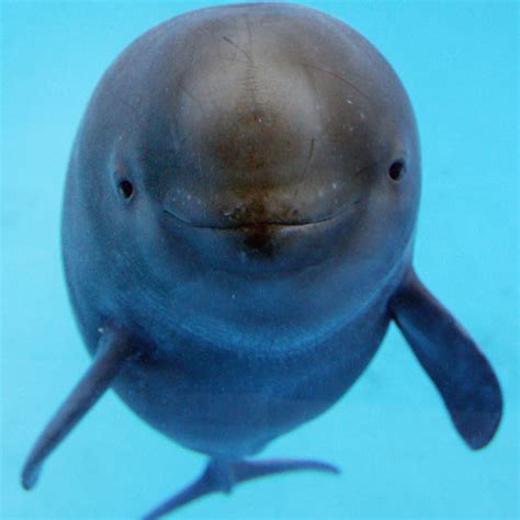 Yangtze River: Did The Yangtze River Dolphin Encounter Extinction?