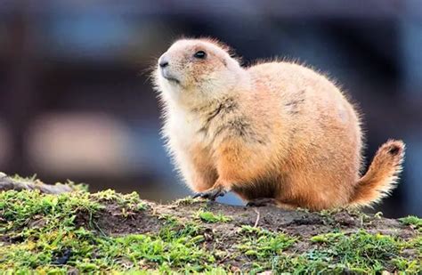 Gopher - Description, Habitat, Image, Diet, and Interesting Facts