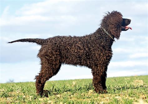 Irish water spaniel | Hunting, Curly Coat, Sporting Dog | Britannica