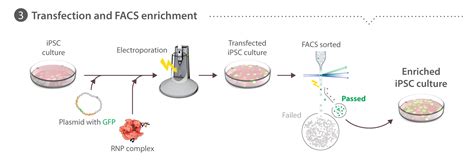 What we do - Allen Cell Explorer